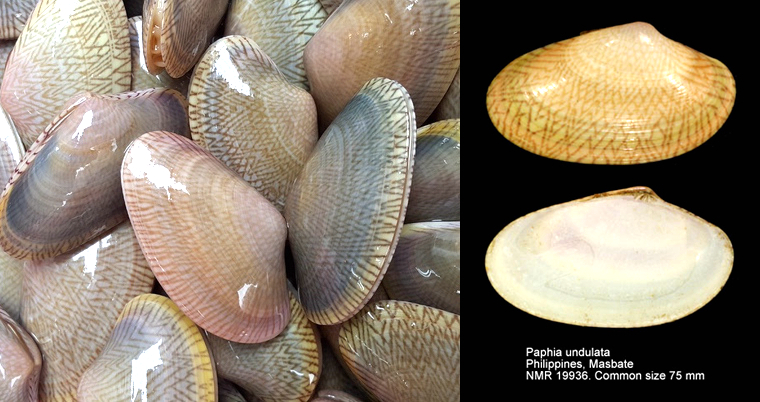 海边贝类种类,各种贝类的名称