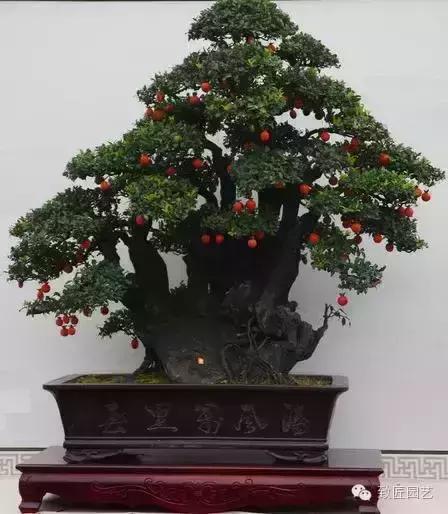 阳台养护金弹子盆景达人,金弹子盆景养护与管理