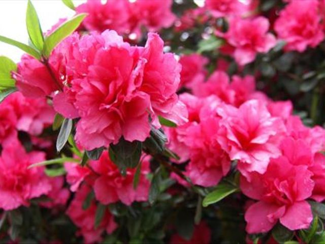 杜鹃花根茎腐烂是怎么回事,杜鹃花根部生虫怎么治