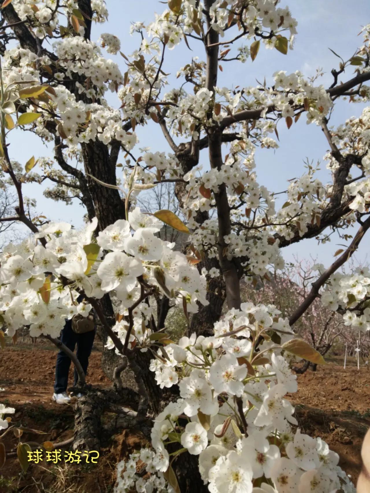 京郊游之平谷老象峰，带你从不同角度看惟妙惟肖的神象峰