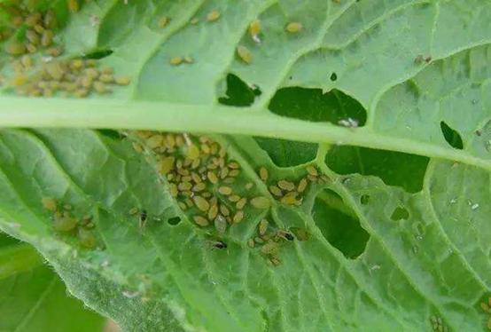 花菜有虫害怎么治,早春露地花菜有什么病虫害