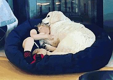 一只六个月的大金毛,大金毛是成精了吗竟然长这么大