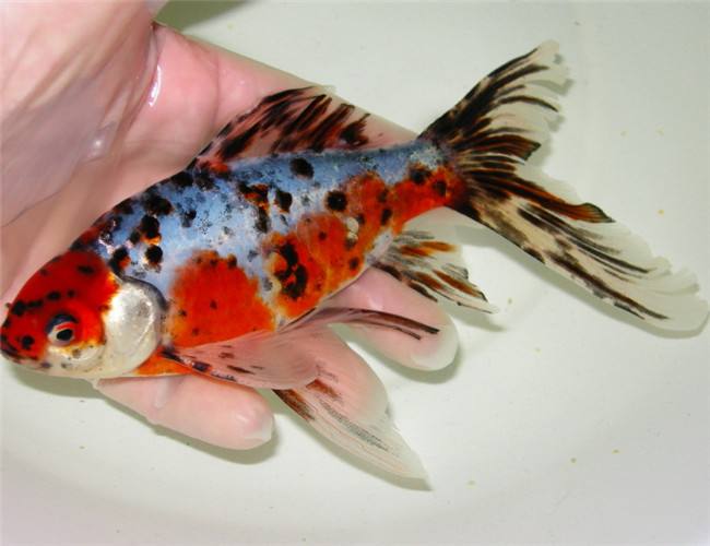 最好养的观赏鱼草金鱼的饲养要点,草金鱼饲养技巧