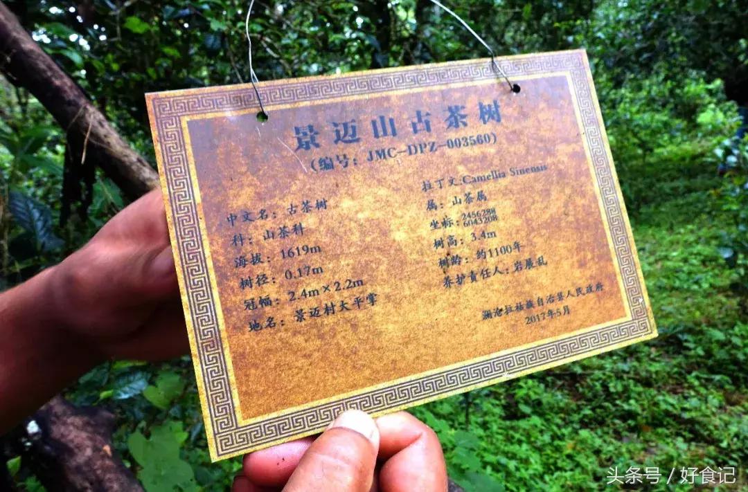 全世界最好的古树茶园,景迈山古茶园有几片