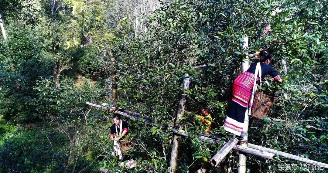 全世界最好的古树茶园,景迈山古茶园有几片