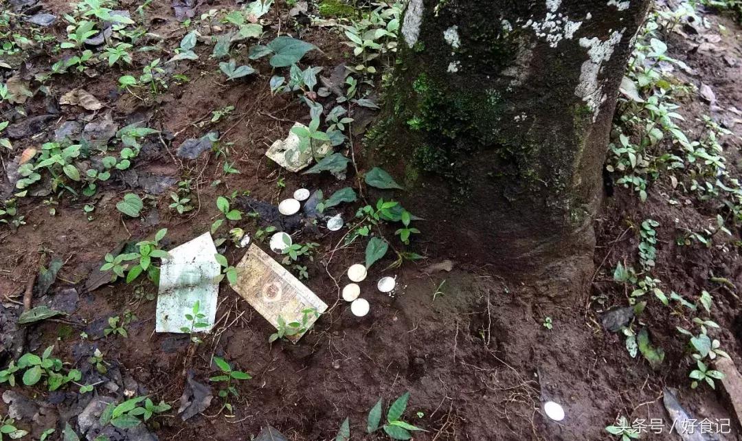 景迈有哪些寨子茶最贵,景迈山有村寨茶吗