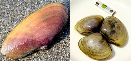 海边贝类种类,各种贝类的名称