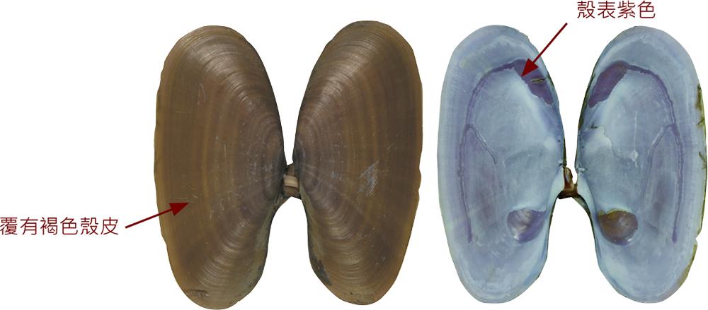 海边贝类种类,各种贝类的名称