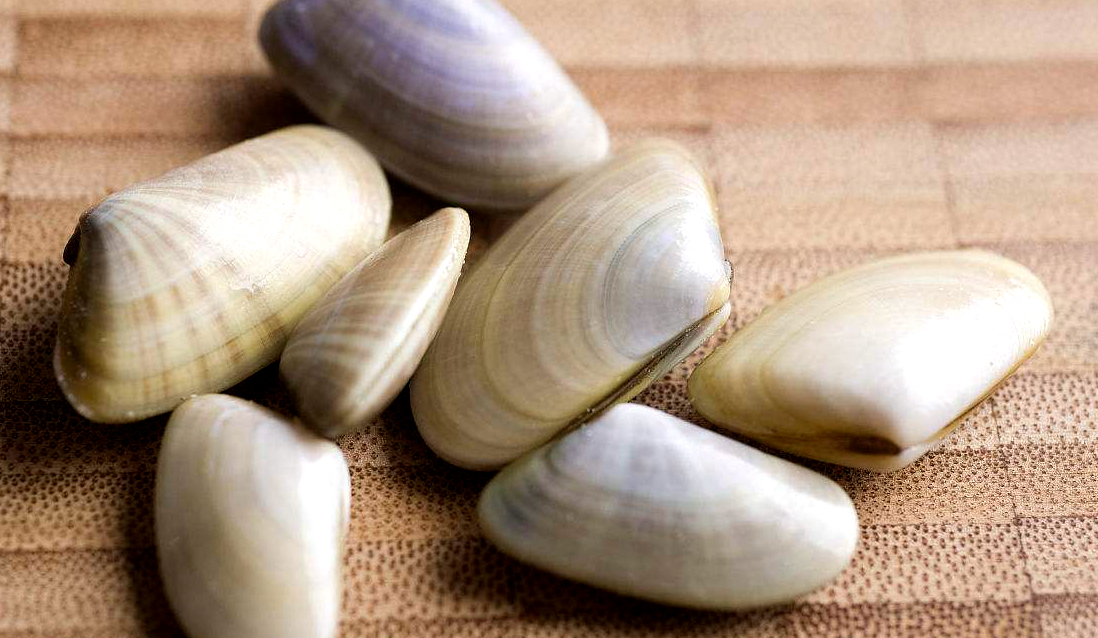 蛏子贝壳类海鲜,贝类海鲜有哪些毛蚶