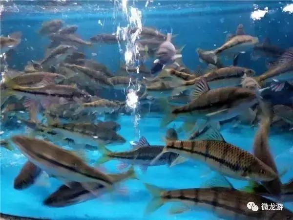 一亩养殖石斑鱼的利润是多少呢,养1万斤淡水石斑鱼盈利大概多少