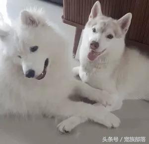 萨摩耶和哈士奇的“塑料情谊”，居然只持续了一秒……