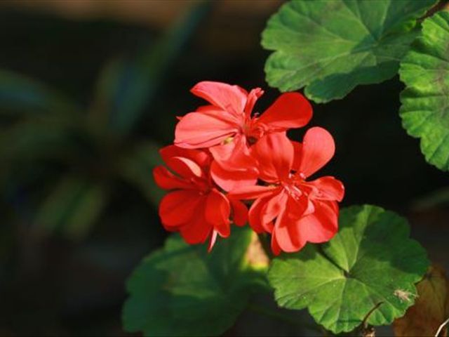 天竺葵病害一半叶枯萎,天竺葵常见的病虫害及防治方法