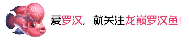从此翻鳃不用愁！
