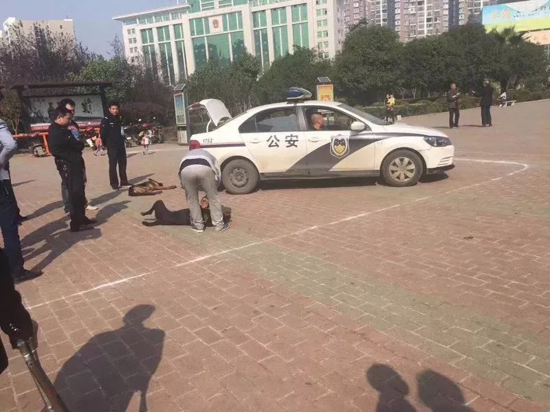 被狗咬住不放怎么办,被狗咬着不松口怎么快速脱离