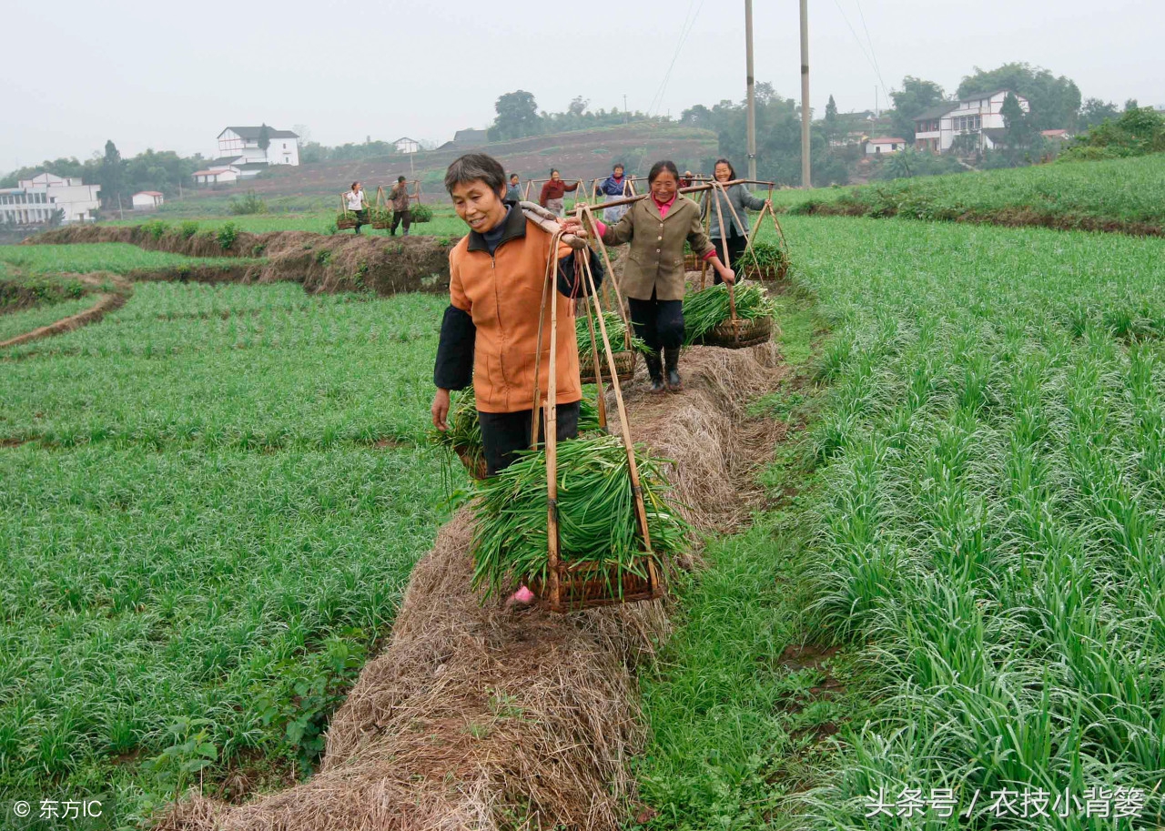优质有机韭菜种植,优质高产韭菜品种