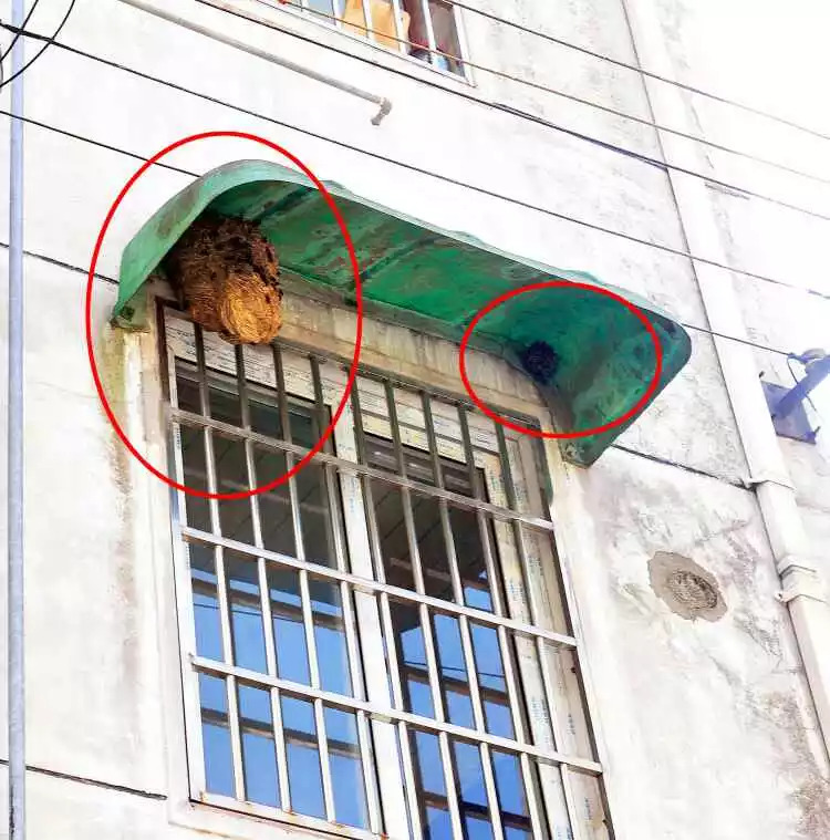 「3838110」太吓人！“斗大”的蜂窝悬在自家楼上