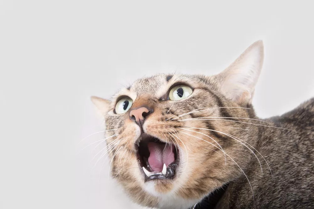 “妇炎洁治猫藓”，是昏招还是灵药？