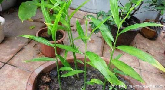 盆栽生姜到时候是不是必须挖起来,盆栽生姜如何才能高产