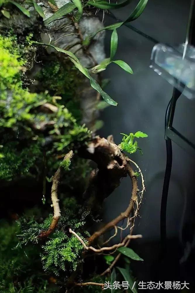 自己动手做水陆缸需要多少钱,第一次做缸视频教程