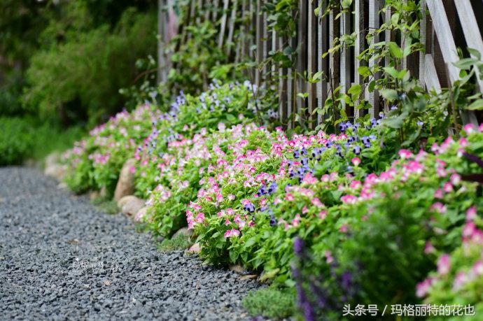 园丁修剪灌木,开满鲜花的小路教学设计一等奖