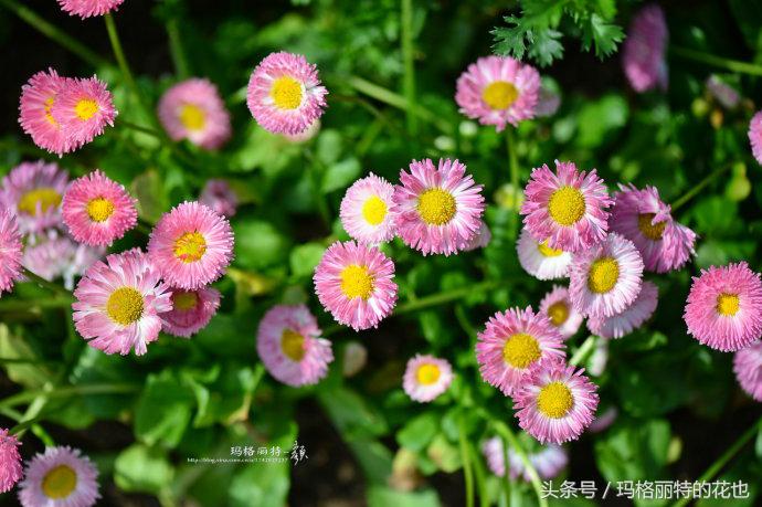 园丁修剪灌木,开满鲜花的小路教学设计一等奖