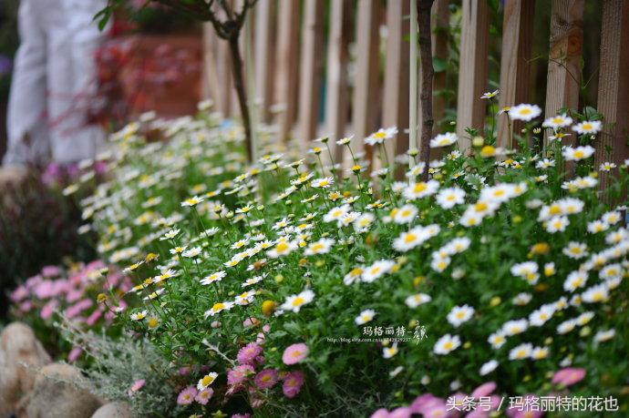 开满鲜花的小路教学设计一等奖,园丁培植万朵花