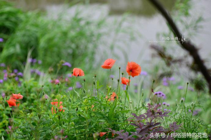 开满鲜花的小路教学设计一等奖,园丁培植万朵花