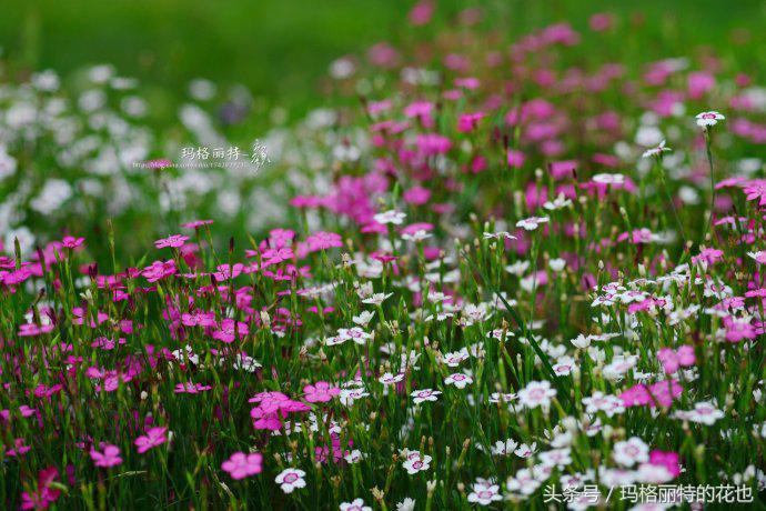 开满鲜花的小路教学设计一等奖,园丁培植万朵花
