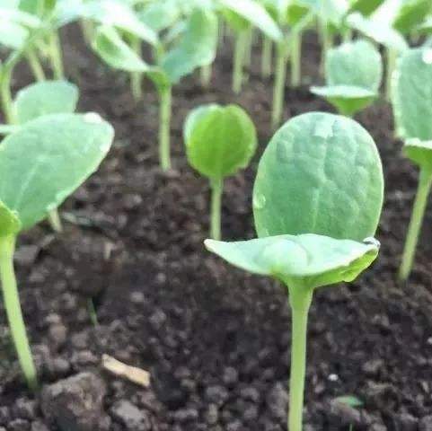 知假买假要索赔合法吗,淘宝上买的假种子怎么维权