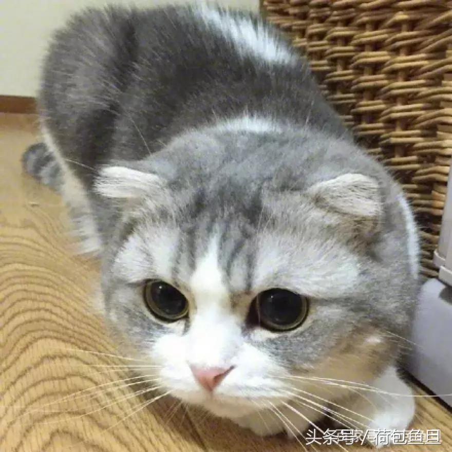 猫抓伤要打狂犬病疫苗吗,被猫抓伤咬伤会生病吗