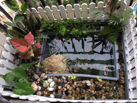 龟缸沼泽过滤系统视频,龟池沼泽过滤