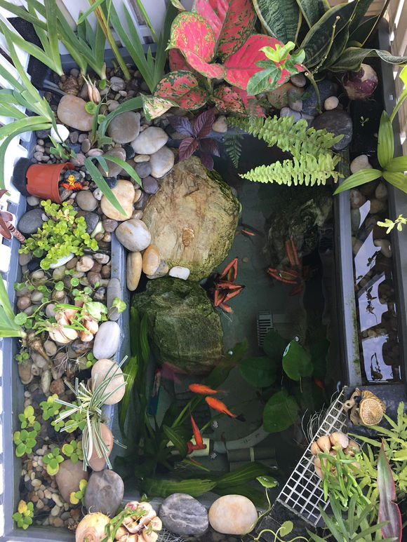 龟缸沼泽过滤系统视频,龟池沼泽过滤