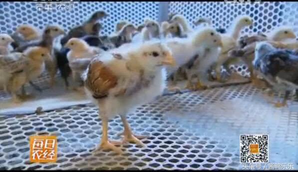 敢和毒蛇过招的动物,敢跟蛇较量的是什么动物