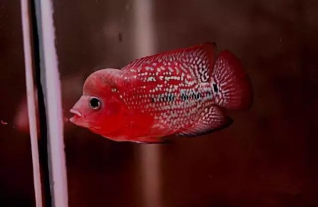 罗汉鱼刚起头需要怎么养,罗汉鱼饲养者怎么养