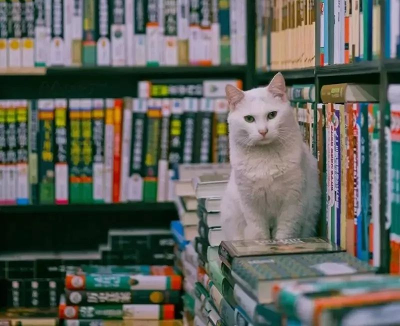 书店街卖的猫,书店猫