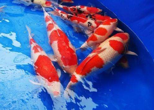 锦鲤烂嘴可以用高锰酸钾,锦鲤烂嘴烂尾用什么药