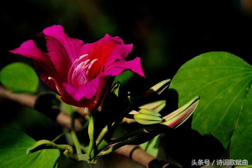 毛*东泽**经典诗词，气魄宏大，每一首都激荡着气势磅礴的英雄气概