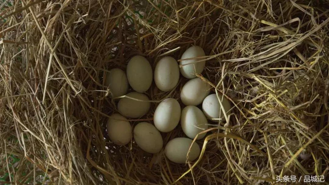 四川正宗流油的咸鸭蛋,吴川即食海鸭蛋