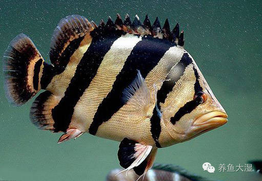 大虎鱼视频大全集,大虎鱼视频大全