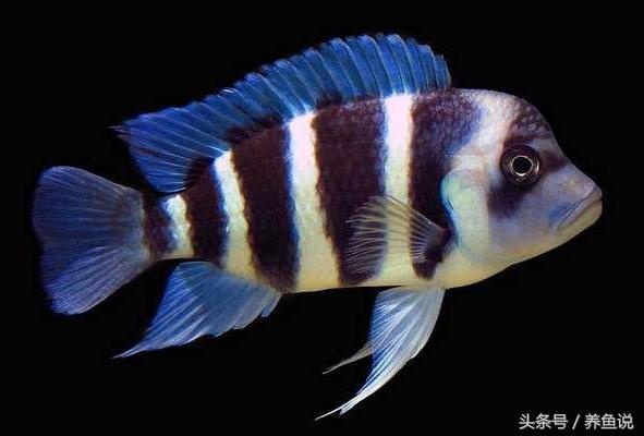 三湖慈鲷黄宽蝴蝶哪个品种最凶,三湖慈鲷系列6