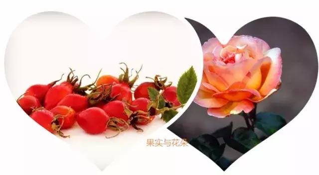 trilogy萃乐活经典玫瑰果油测评,新西兰trilogy趣乐活玫瑰果油精华