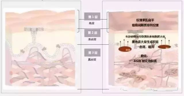 pola皮肤管理全系列,pola美白全系列