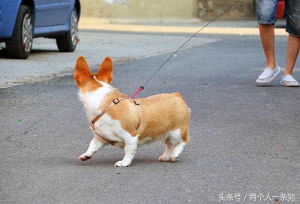 养宠小知识6个月柯基掉毛怎么办,掌握以下六要素养出健康的柯基犬