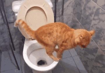 便便时被水溅到屁股怎么办？教你科学压水花，成为厕所王者