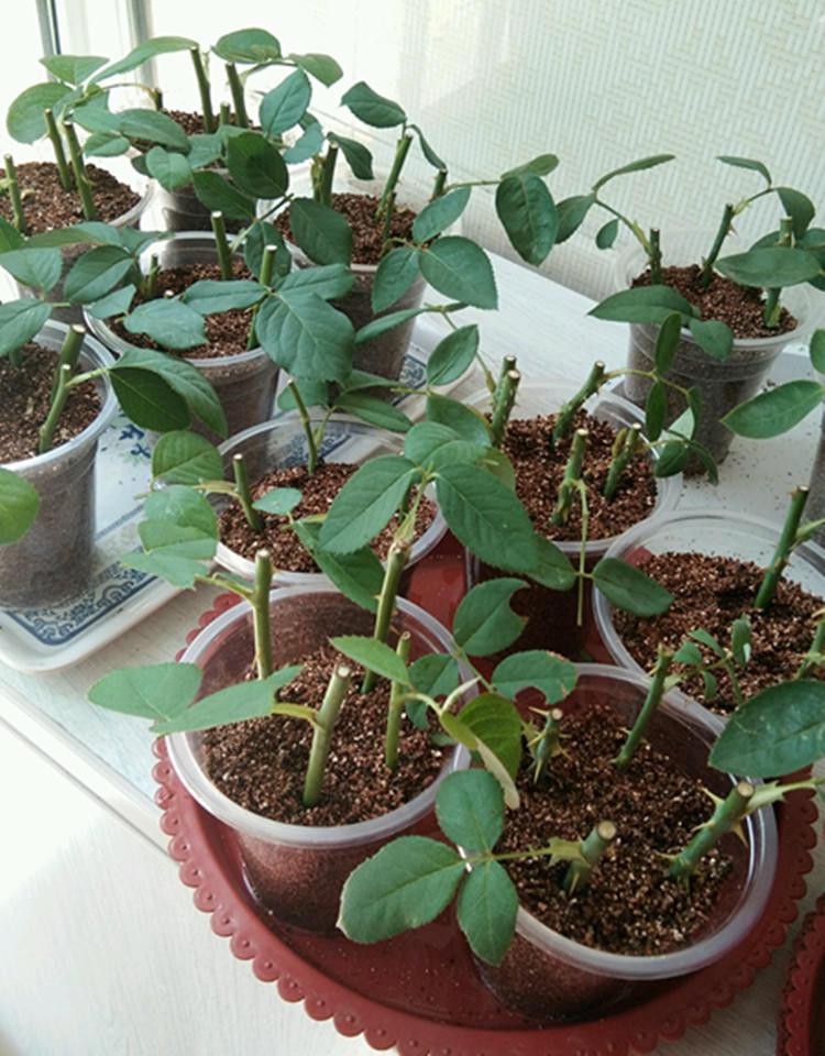 月季扦插长出愈合组织成活了吗,扦插月季有几天不黑杆就算成活