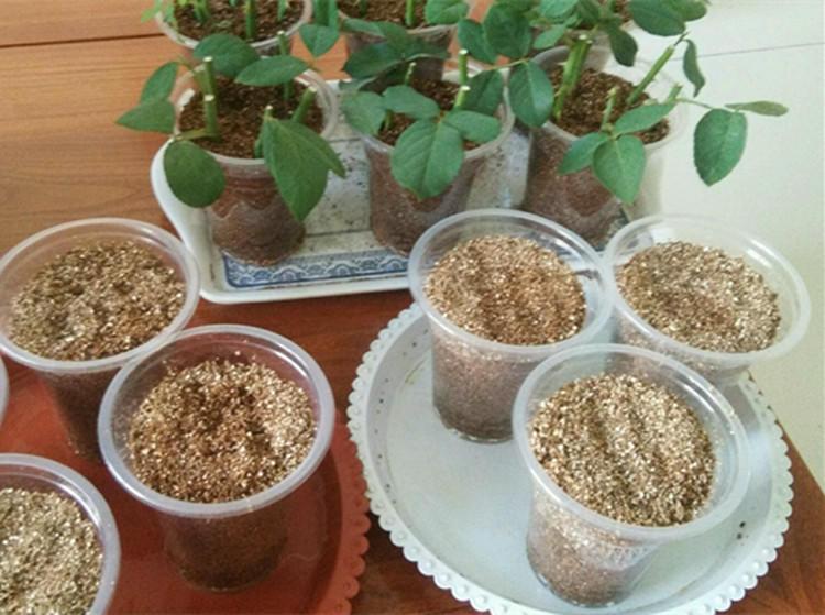 月季扦插长出愈合组织成活了吗,扦插月季有几天不黑杆就算成活