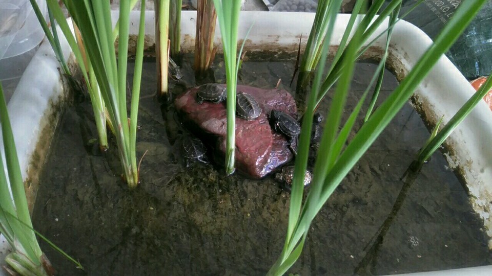 草龟苗怎么养金线会更亮,火焰龟苗和草龟苗在一起养