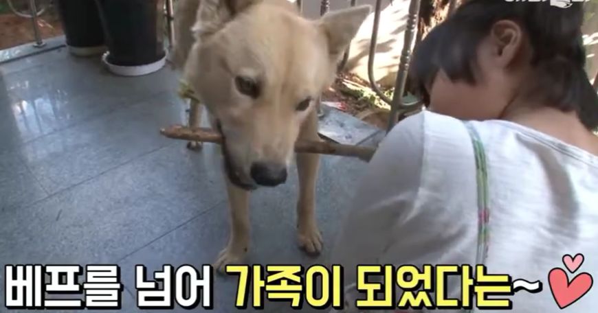 流浪狗收养后如何训练,收养流浪狗怎么训练