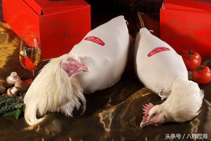 布雷斯鸡白斩鸡,法国布雷斯鸡