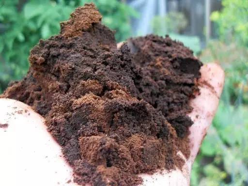 自制花肥恶臭冲天？用这4个小窍门，花肥不臭效果更好！